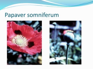 Papaver somniferum
 