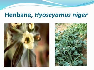 Henbane, Hyoscyamus niger
 
