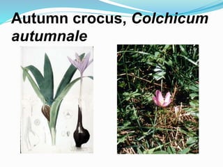 Autumn crocus, Colchicum
autumnale
 
