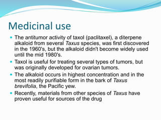 Medicinal use
 The antitumor activity of taxol (paclitaxel), a diterpene
alkaloid from several Taxus species, was first discovered
in the 1960's, but the alkaloid didn't become widely used
until the mid 1980's.
 Taxol is useful for treating several types of tumors, but
was originally developed for ovarian tumors.
 The alkaloid occurs in highest concentration and in the
most readily purifiable form in the bark of Taxus
brevifolia, the Pacific yew.
 Recently, materials from other species of Taxus have
proven useful for sources of the drug
 