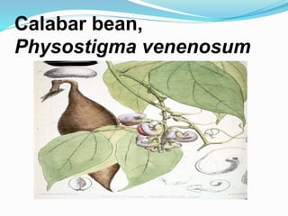 Calabar bean,
Physostigma venenosum
 