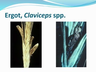 Ergot, Claviceps spp.
 