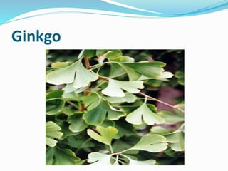 Ginkgo
 