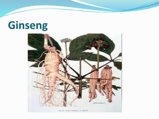 Ginseng
 