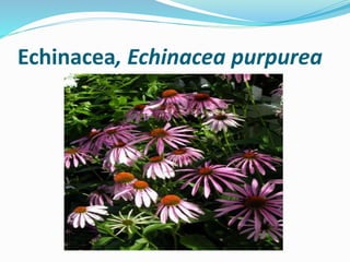 Echinacea, Echinacea purpurea
 