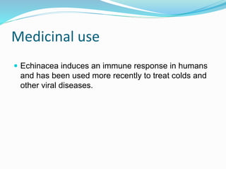 Medicinal use
 Echinacea induces an immune response in humans
and has been used more recently to treat colds and
other viral diseases.
 