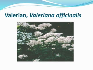 Valerian, Valeriana officinalis
 