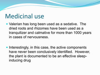 Medicinal use
 Valerian has long been used as a sedative. The
dried roots and rhizomes have been used as a
tranquilizer and calmative for more than 1000 years
in cases of nervousness.
 Interestingly, in this case, the active components
have never been conclusively identified. However,
the plant is documented to be an effective sleep-
inducing drug
 
