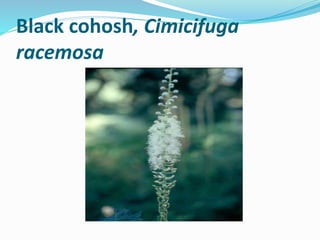 Black cohosh, Cimicifuga
racemosa
 