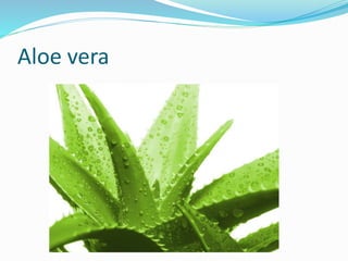 Aloe vera
 