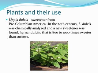 Plants and their use
 Lippia dulcis – sweetener from
Pre-Columbian America -In the 20th century, L. dulcis
was chemically analyzed and a new sweetener was
found, hernandulcin, that is 800 to 1000 times sweeter
than sucrose.
 
