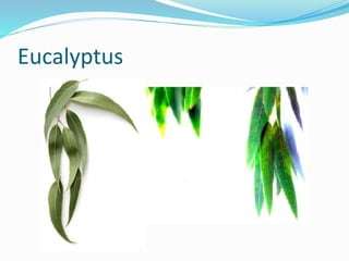 Eucalyptus
 