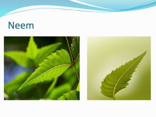 Neem
 