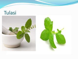 Tulasi
 