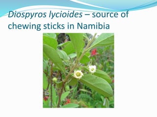 Diospyros lycioides – source of
chewing sticks in Namibia
 
