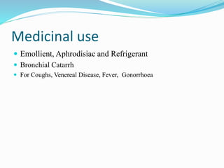 Medicinal use
 Emollient, Aphrodisiac and Refrigerant
 Bronchial Catarrh
 For Coughs, Venereal Disease, Fever, Gonorrhoea
 