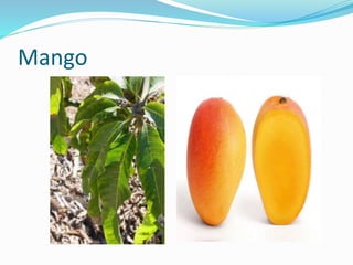 Mango
 