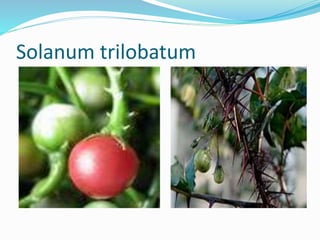 Solanum trilobatum
 