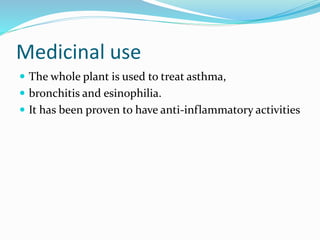 Medicinal use
 The whole plant is used to treat asthma,
 bronchitis and esinophilia.
 It has been proven to have anti-inflammatory activities
 