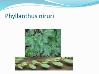 Phyllanthus niruri
 