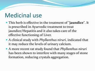 Medicinal use
 This herb is effective in the treatment of "jaundice". It
is prescribed in Ayurvedic treatment to treat
jaundice/Hepatitis and it also takes care of the
effective functioning of Liver.
 A clinical study with Phyllanthus niruri, indicated that
it may reduce the levels of urinary calcium.
 A more recent rat study found that Phyllanthus niruri
has been shown to interfere with many stages of stone
formation, reducing crystals aggregation.
 