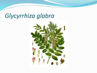 Glycyrrhiza glabra
 