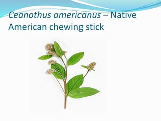 Ceanothus americanus – Native
American chewing stick
 