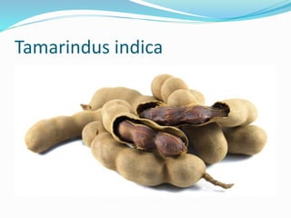 Tamarindus indica
 