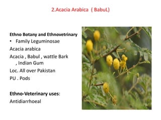Ethno veternary medicinal plants A Lecture By Mr Allah Dad Khan | PPTX
