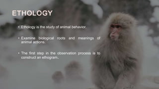 ETHOLOGY
• Ethology is the study of animal behavior.
• Examine biological roots and meanings of
animal actions.
• The first step in the observation process is to
construct an ethogram.
 