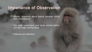 Importance of Observation
• Initially, questions about animal behavior come
from observations.
• You must understand your study animal before
you can begin testing ideas.
• Patience and attention.
 