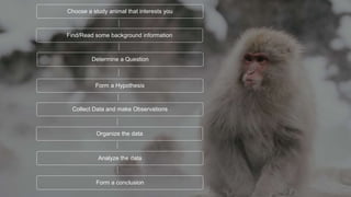 Choose a study animal that interests you
Find/Read some background information
Determine a Question
Form a Hypothesis
Collect Data and make Observations
Organize the data
Analyze the data
Form a conclusion
 