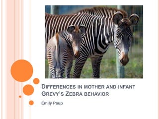 DIFFERENCES IN MOTHER AND INFANT
GREVY’S ZEBRA BEHAVIOR
Emily Paup
 