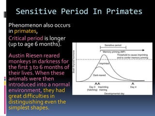Sensitive Period In Primates
Phenomenon also occurs
in primates,
Critical period is longer
(up to age 6 months).
Austin Riesen reared
monkeys in darkness for
the first 3 to 6 months of
their lives. When these
animals were then
introduced into a normal
environment, they had
great difficulties in
distinguishing even the
simplest shapes.
 