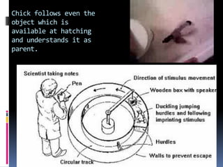 Chick follows even the
object which is
available at hatching
and understands it as
parent.
 