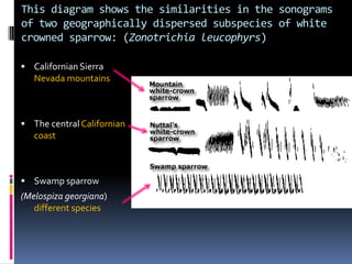 This diagram shows the similarities in the sonograms
of two geographically dispersed subspecies of white
crowned sparrow: (Zonotrichia leucophyrs)

 Californian Sierra
   Nevada mountains



 The central Californian
   coast



 Swamp sparrow
(Melospiza georgiana)
   different species
 