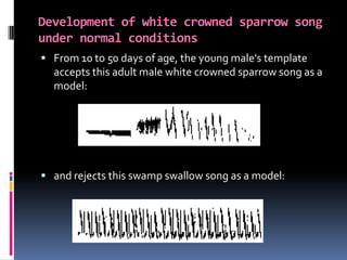 Development of white crowned sparrow song
under normal conditions
 From 10 to 50 days of age, the young male's template
  accepts this adult male white crowned sparrow song as a
  model:




 and rejects this swamp swallow song as a model:
 