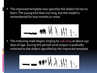  The improved template now specifies the dialect he has to
  learn. The young bird does not sing, but the model is
  remembered for two months or more




 The maturing male begins singing its sub song at about 150
  days of age. During this period vocal output is gradually
  matched to the dialect specified by the improved template
 
