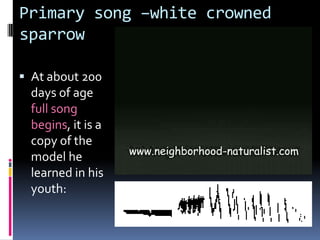 Primary song –white crowned
sparrow

 At about 200
  days of age
  full song
  begins, it is a
  copy of the
  model he
  learned in his
  youth:
 