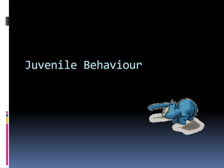 Juvenile Behaviour
 