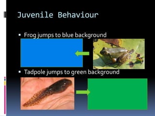 Juvenile Behaviour

 Frog jumps to blue background




 Tadpole jumps to green background
 