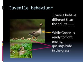 Juvenile behaviuor
                 Juvenile behave
                 different than
                 the adults…….

                 While Goose is
                 ready to fight
                 enemy,
                 goslings hide
                 in the grass
 