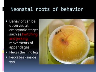 Neonatal roots of behavior

 Behavior can be
  observed at
  embryonic stages
  such as twitching
  and jerking
  movements of
  appendages.
 Flexes the hind leg
 Pecks beak inside
  egg
 