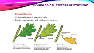CONT… PHYSIOLOGICAL EFFECTS OF ETHYLENE
• Stimulate Abscission
• It induces abscission of leaves and fruits.
• The abscission increases with ethylene concentration.
 