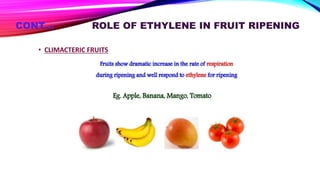 CONT… ROLE OF ETHYLENE IN FRUIT RIPENING
• CLIMACTERIC FRUITS
 