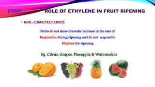 CONT… ROLE OF ETHYLENE IN FRUIT RIPENING
• NON - CLIMACTERIC FRUITS
 