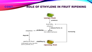 CONT… ROLE OF ETHYLENE IN FRUIT RIPENING
 