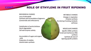 CONT… ROLE OF ETHYLENE IN FRUIT RIPENING
 