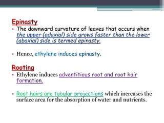 • The downward curvature of leaves that occurs when
• Hence, .
• Ethylene induces
• which increases the
surface area for the absorption of water and nutrients.
 