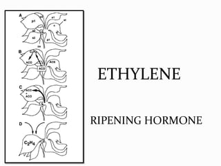 ETHYLENE
RIPENING HORMONE
 
